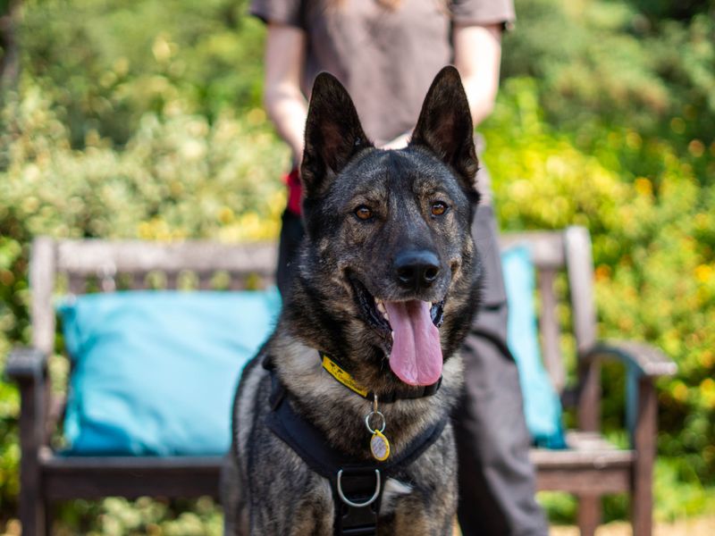 Dublin | Siberian Husky Cross | Newbury (Berkshire) - 6