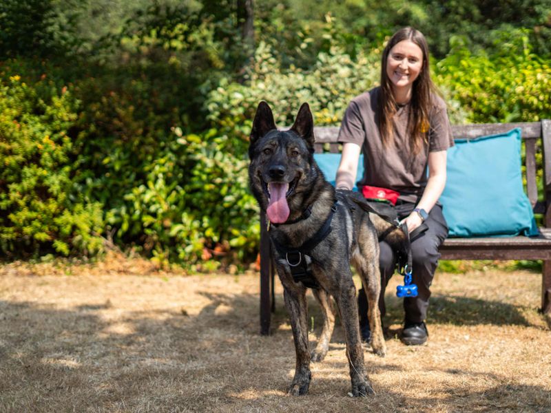 Dublin | Siberian Husky Cross | Newbury (Berkshire) - 2