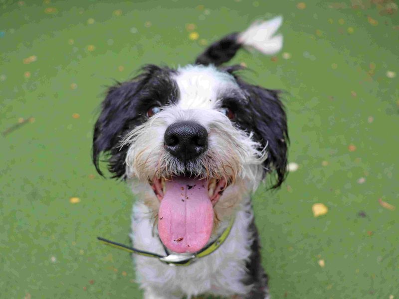 Diesel | Bichon Frise Cross | Glasgow - 2
