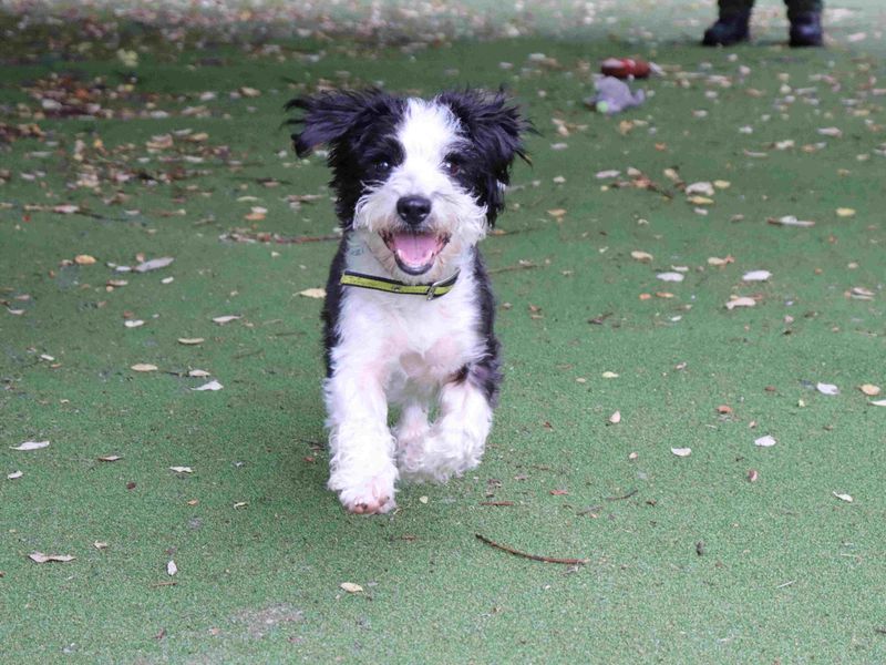 Diesel | Bichon Frise Cross | Glasgow - 4