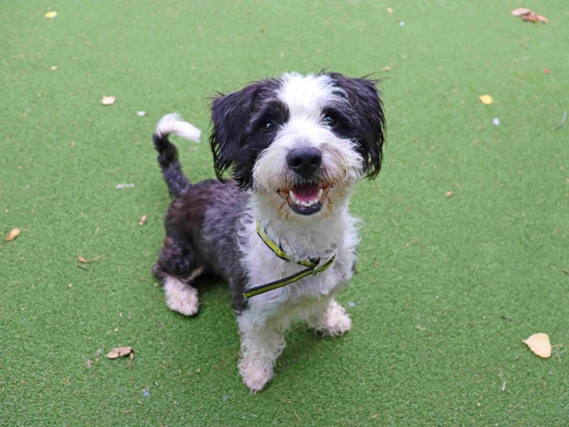 Diesel | Bichon Frise Cross | Glasgow - 3