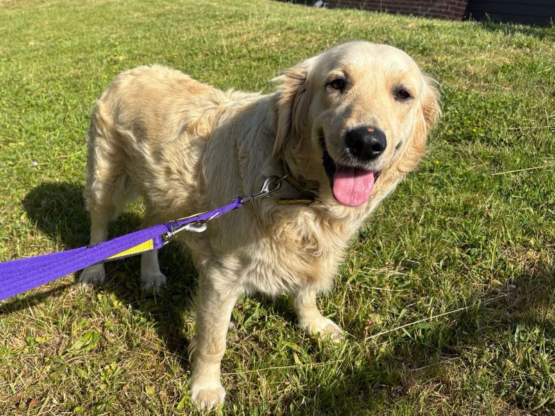 Gwen | Retriever (Golden) | Salisbury (Wiltshire) - 1
