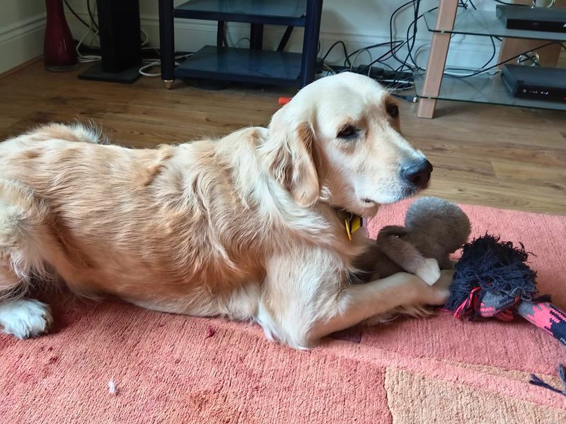 Gwen | Retriever (Golden) | Salisbury (Wiltshire) - 3