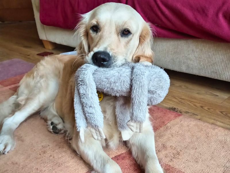 Gwen | Retriever (Golden) | Salisbury (Wiltshire) - 4