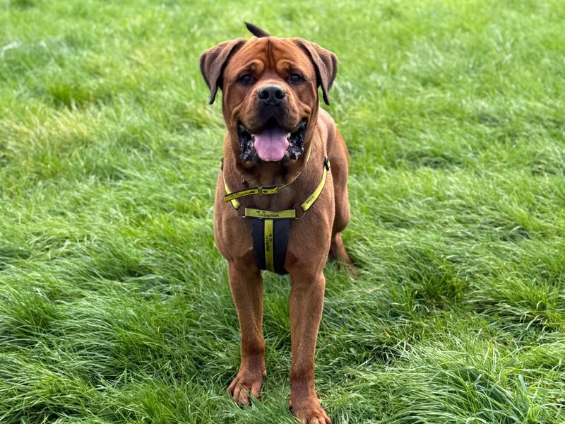 Rottweiler Dogs And Puppies For Adoption