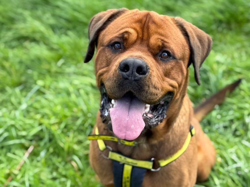 Bruno | Dogue De Bordeaux Cross | Shrewsbury (Shropshire) - 2