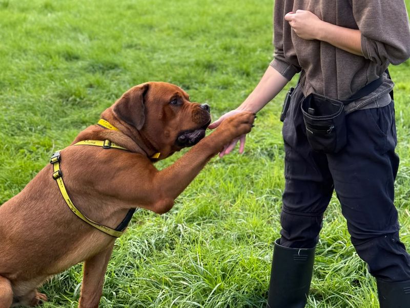 Bruno | Dogue De Bordeaux Cross | Shrewsbury (Shropshire) - 3