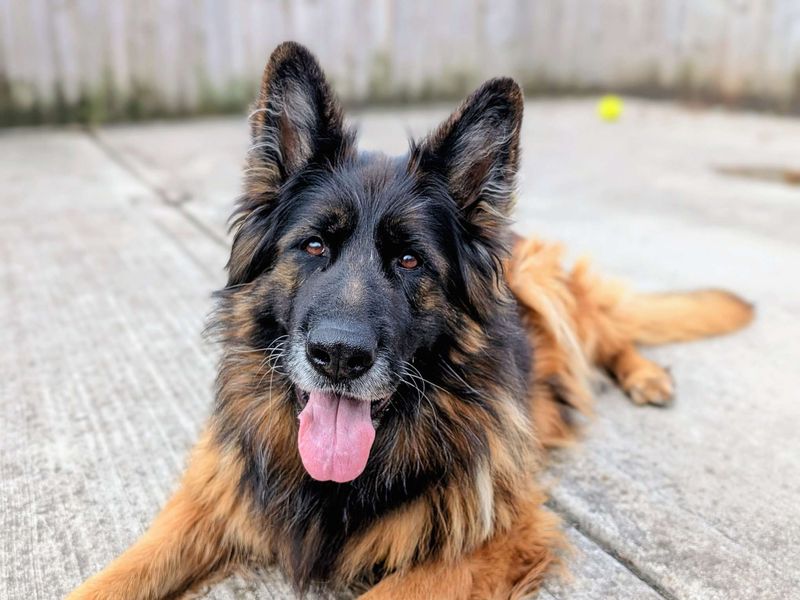 Rae | German Shepherd Dog | Cardiff - 7