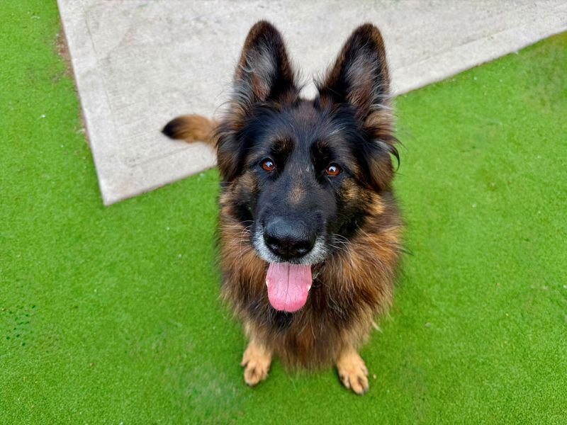 Rae | German Shepherd Dog | Cardiff - 9