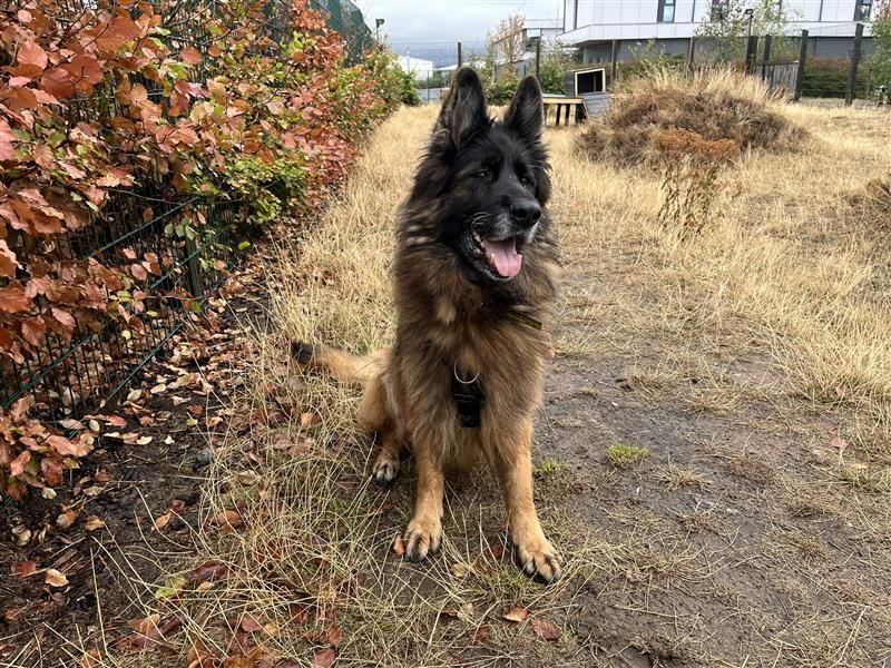 Rae | German Shepherd Dog | Cardiff - 10