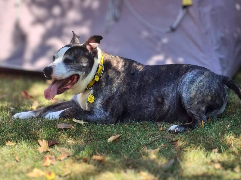 Diesel | Terrier (Staffordshire Bull) Cross | Salisbury (Wiltshire) - 1