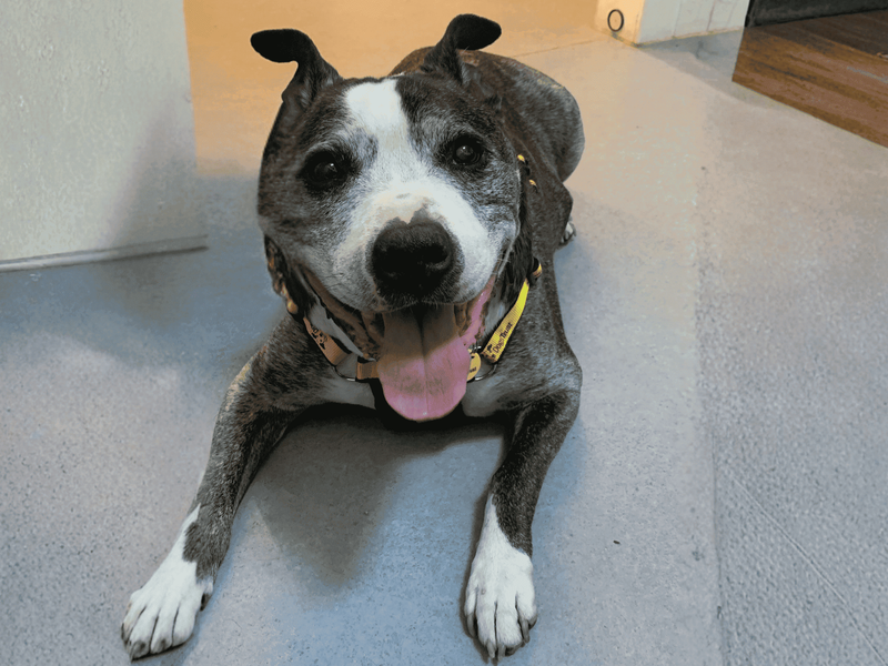 Diesel | Terrier (Staffordshire Bull) Cross | Salisbury (Wiltshire) - 2