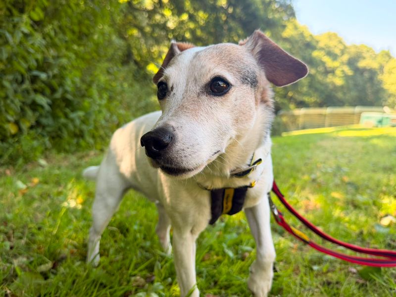 Jed | Terrier (Jack Russell) | Ilfracombe - 4