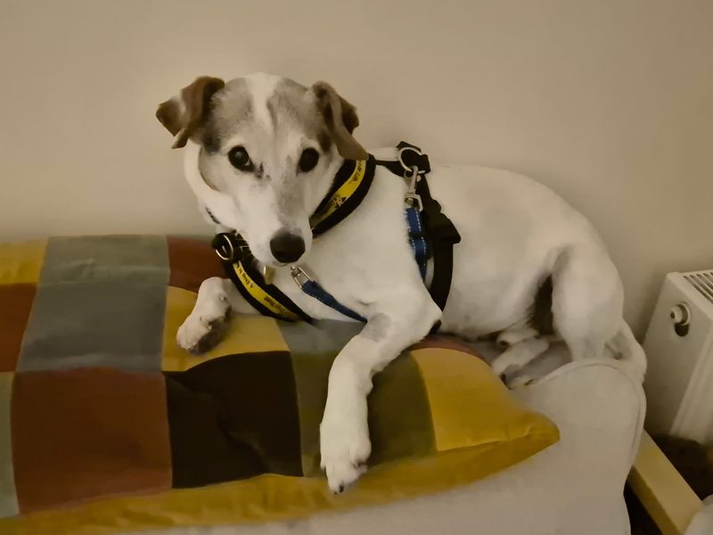 Jed | Terrier (Jack Russell) | Ilfracombe - 5