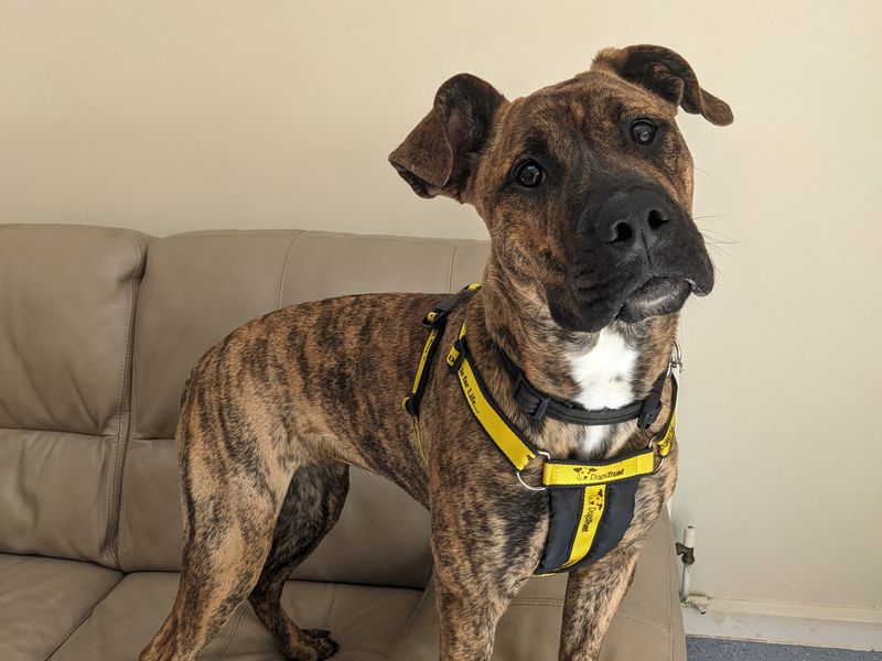 Willow | Crossbreed | Loughborough - 1