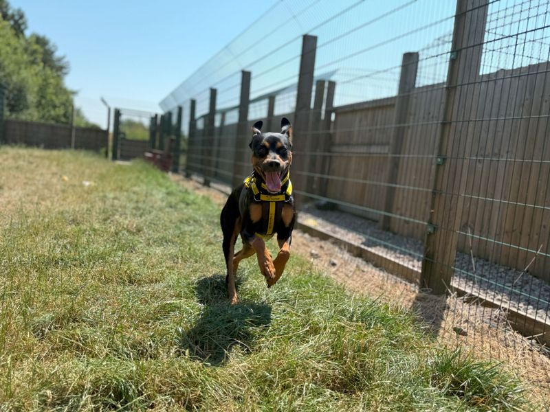 Rex | Crossbreed | Cardiff - 4