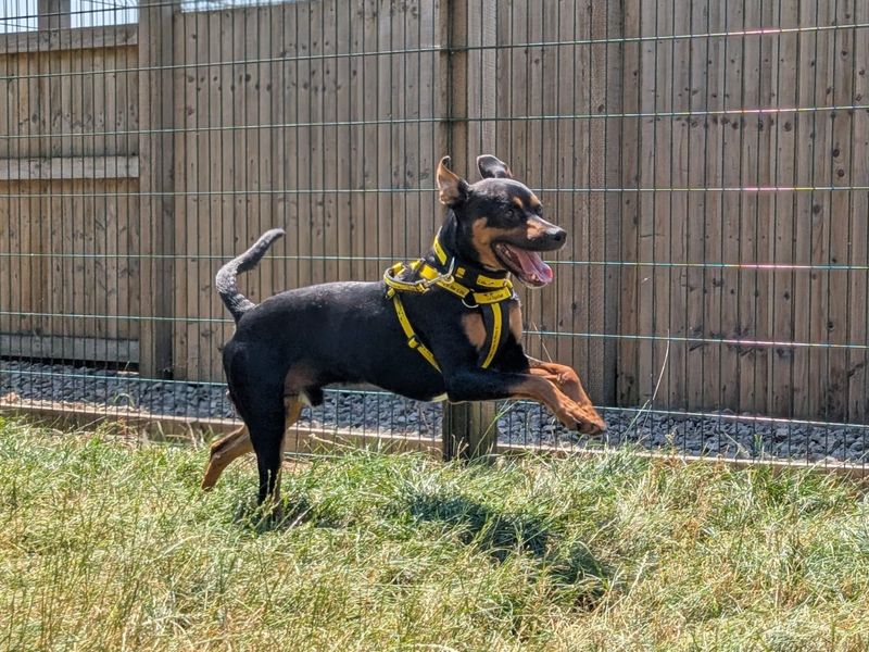 Rex | Crossbreed | Cardiff - 3