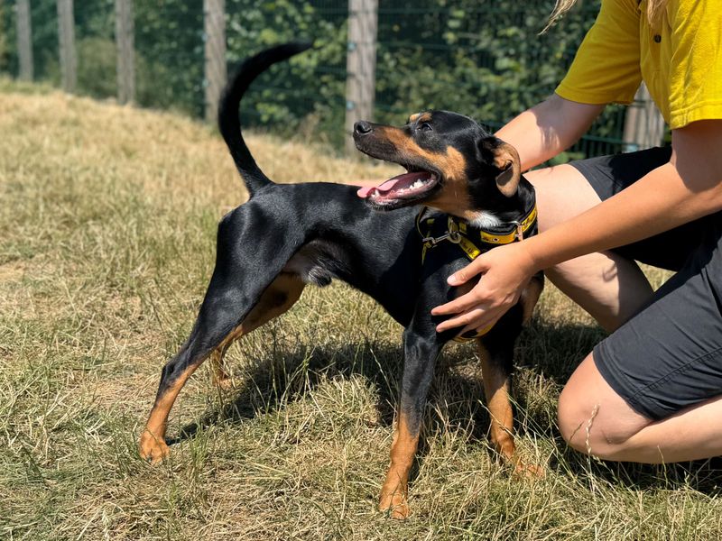 Rex | Crossbreed | Cardiff - 1