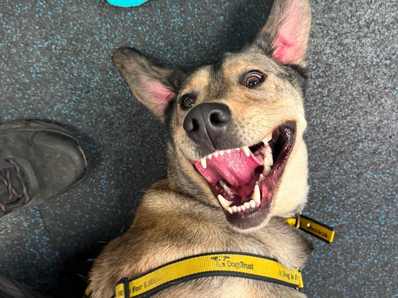Lilly | Crossbreed | Merseyside (Liverpool) - 6