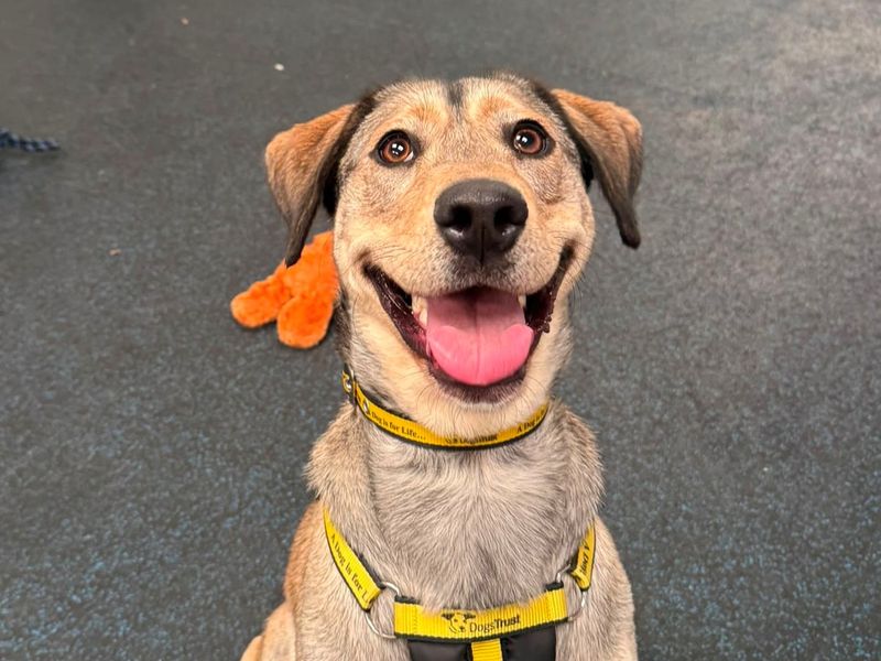Lilly | Crossbreed | Merseyside (Liverpool) - 2