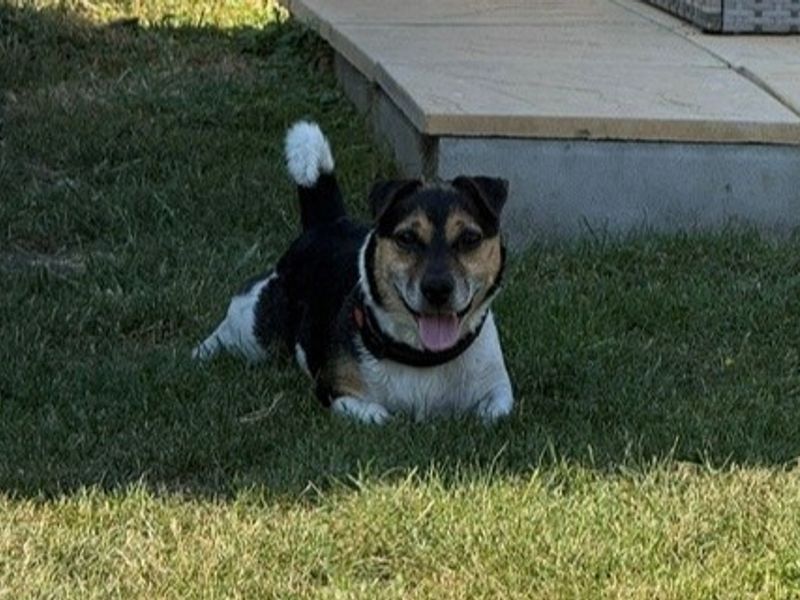 Drako | Terrier (Jack Russell) | Canterbury - 1