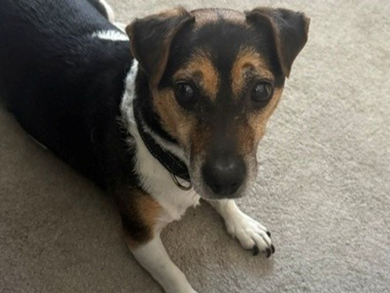 Drako | Terrier (Jack Russell) | Canterbury - 2