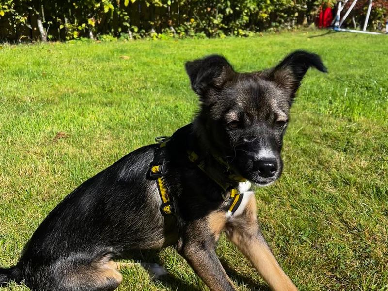 June | Terrier (Border) Cross | Ballymena (Northern Ireland) - 2