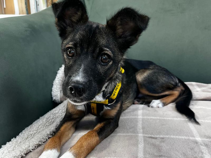 June | Terrier (Border) Cross | Ballymena (Northern Ireland) - 1
