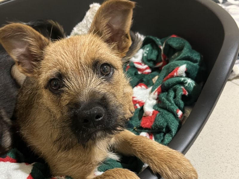 undefined | Terrier (Border) Cross | undefined - 1
