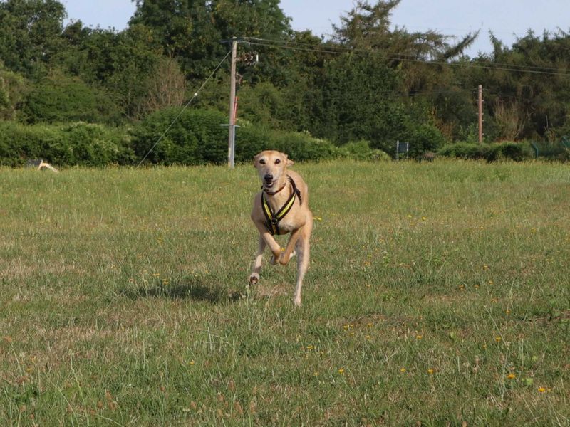 Minnie | Lurcher | Harefield West London - 2