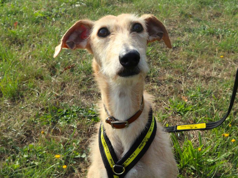 Minnie | Lurcher | Harefield West London - 1