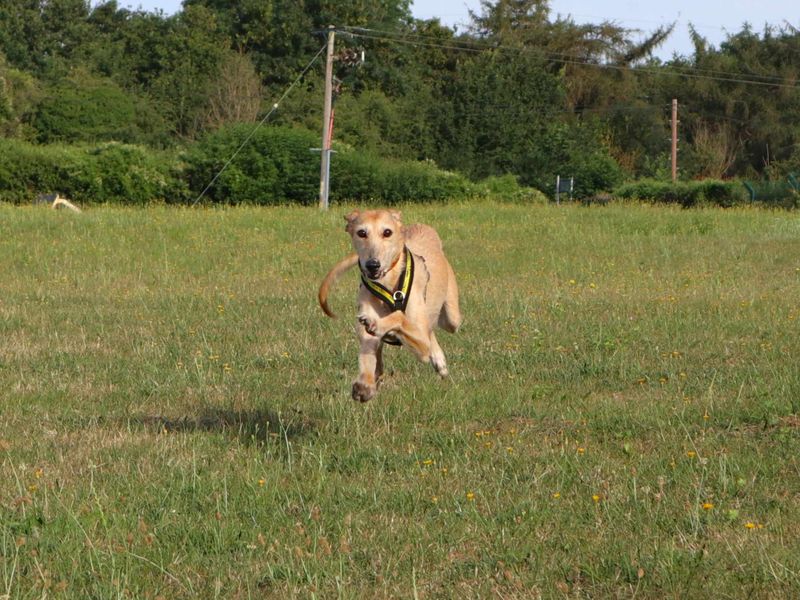 Minnie | Lurcher | Harefield West London - 3