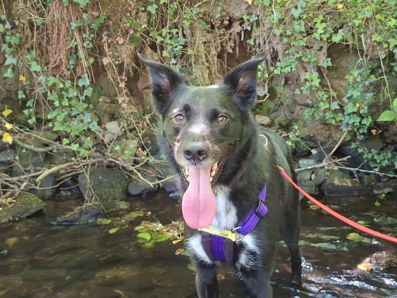 Floki | Collie (Border) Cross | Ilfracombe - 4