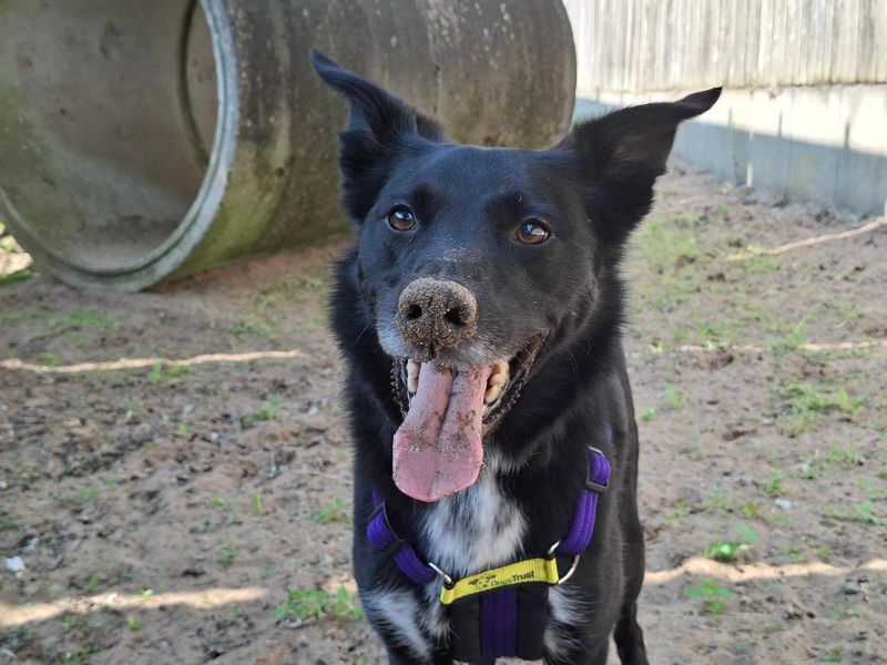 Floki | Collie (Border) Cross | Ilfracombe - 5