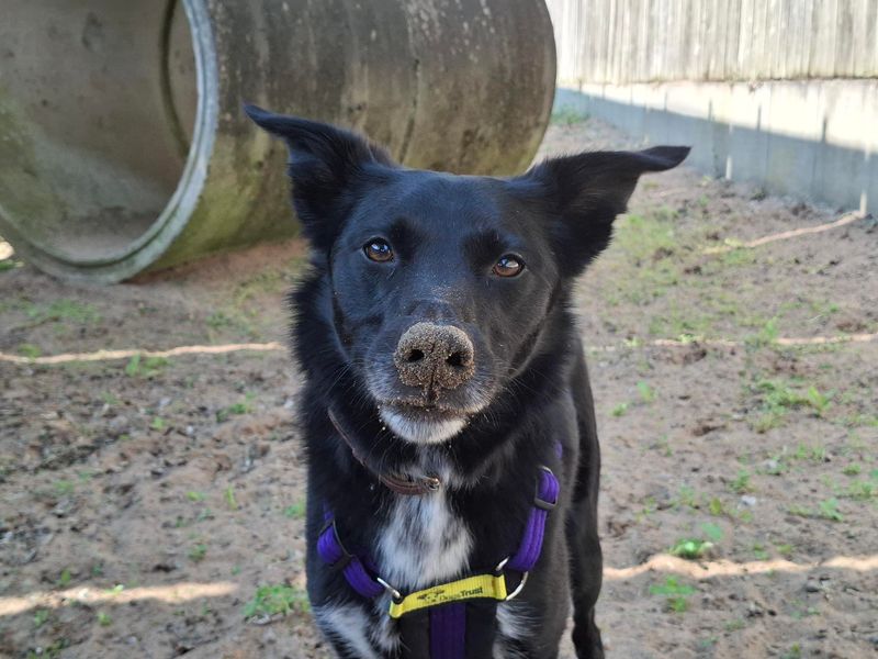 Floki | Collie (Border) Cross | Ilfracombe - 1
