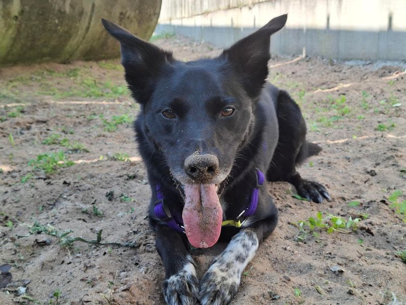 Floki | Collie (Border) Cross | Ilfracombe - 3