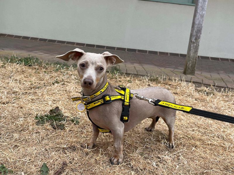 Izzy | Dachshund (Miniature Smooth Haired) | Loughborough - 1
