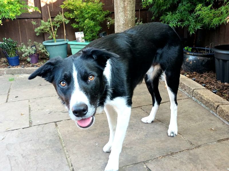 Bruce | Collie (Border) | Cardiff - 3