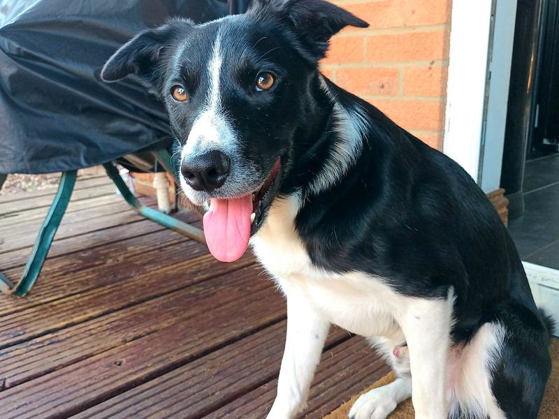 Bruce | Collie (Border) | Cardiff - 2
