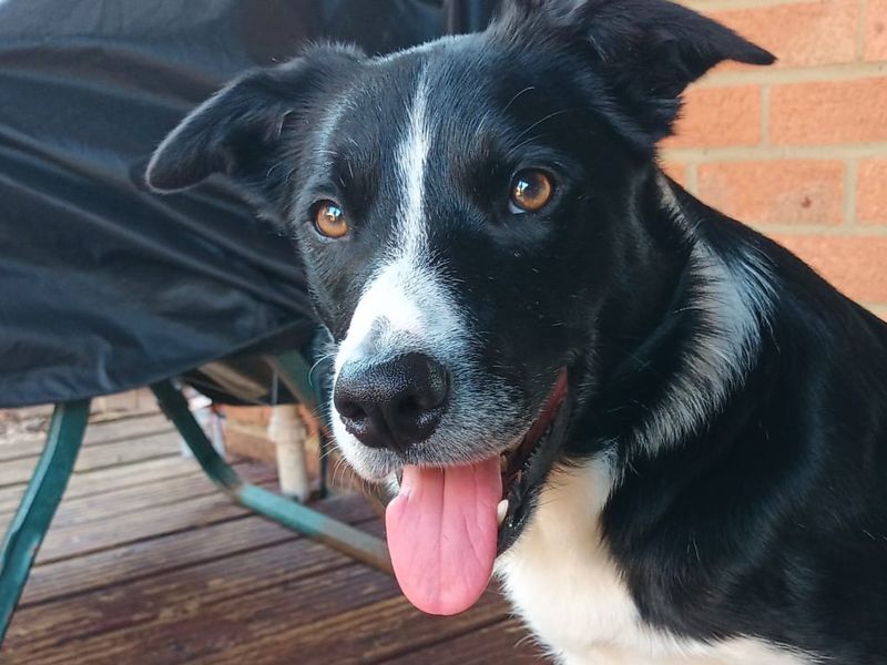 Bruce | Collie (Border) | Cardiff - 4