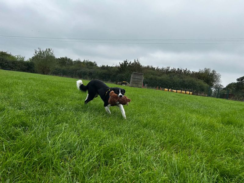 Bruce | Collie (Border) | Loughborough - 1