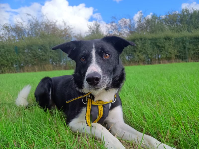 Bruce | Collie (Border) | Loughborough - 2