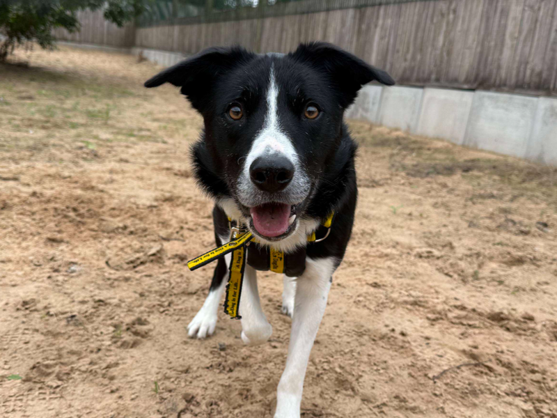 Bruce | Collie (Border) | Loughborough - 3