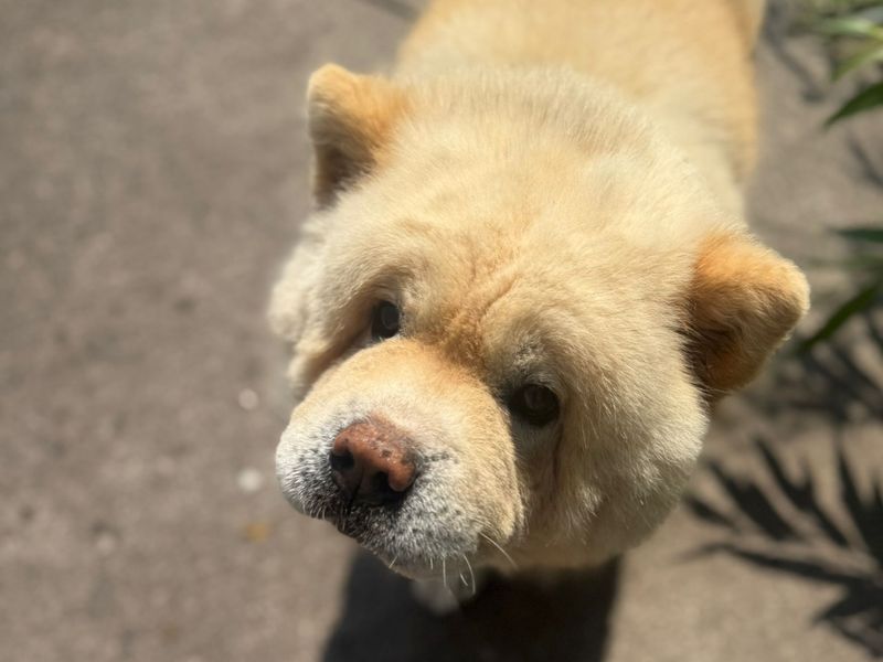Cactus | Chow Chow | Shrewsbury (Shropshire) - 2