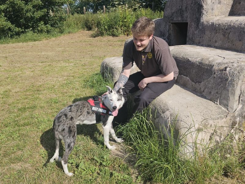 Ollie | Collie (Border) Cross | Shrewsbury (Shropshire) - 2