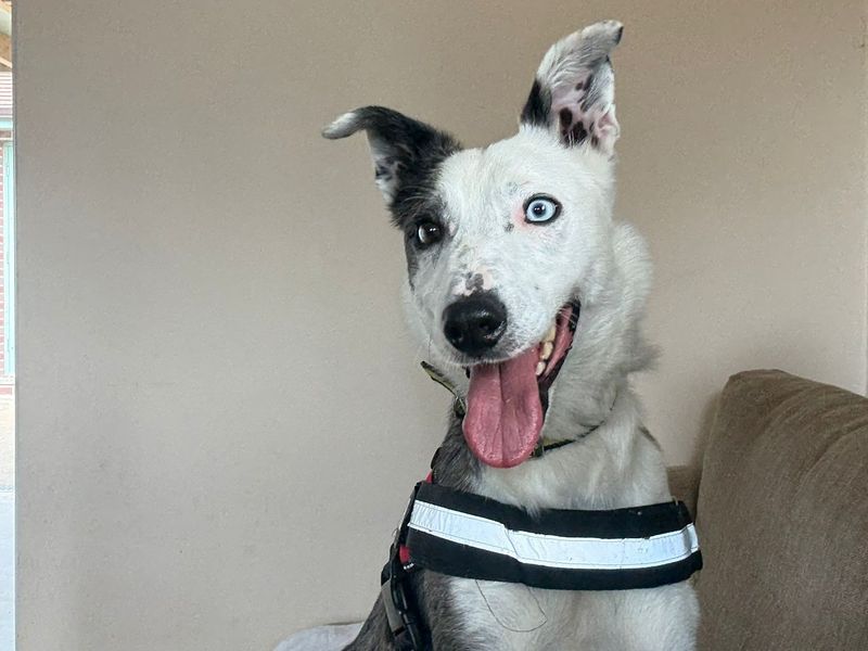 Border Collie Dogs And Puppies For Adoption