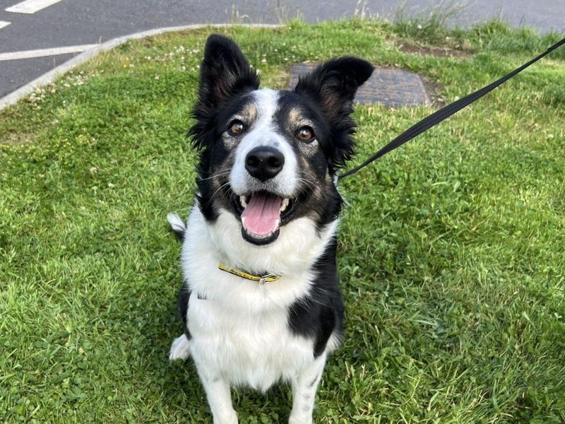 Tess | Collie (Border) | Ballymena (Northern Ireland) - 2