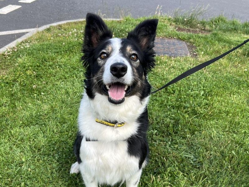 Border Collie Dogs And Puppies For Adoption