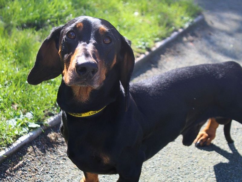 Milo | Dachshund (Smooth Haired) | Manchester - 2