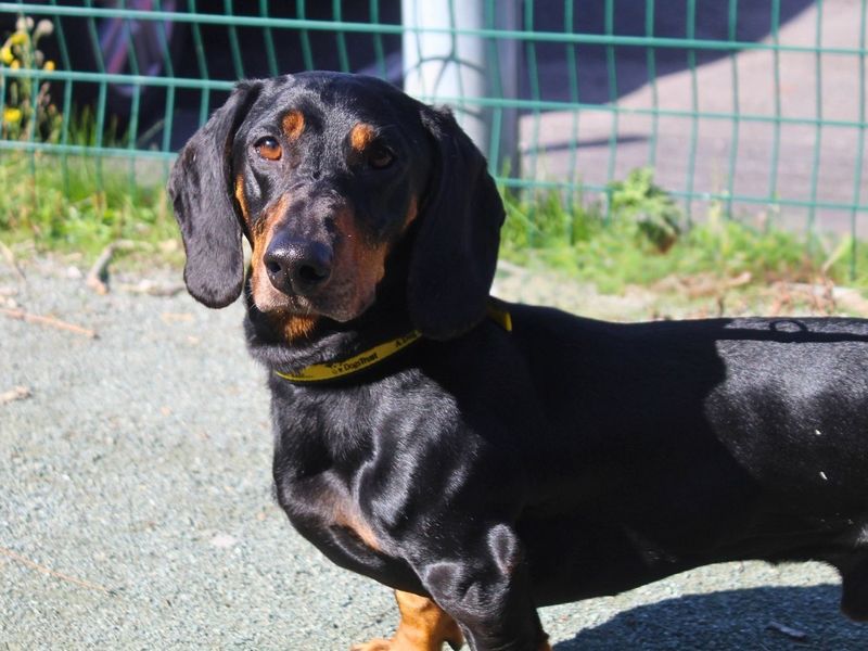 Milo | Dachshund (Smooth Haired) | Manchester - 6
